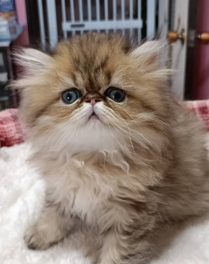 パープルポシェットが認定する「国宝級」のペルシャ猫、可愛い仔...