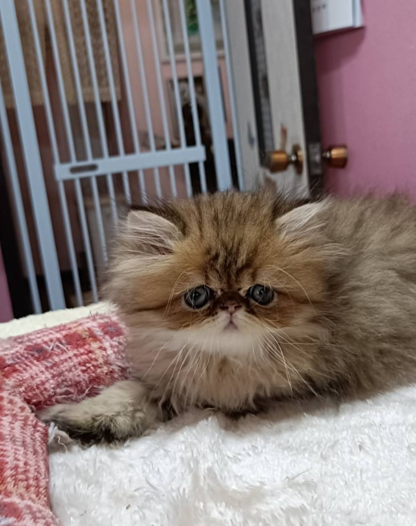 パープルポシェットが認定する「国宝級」のペルシャ猫、可愛い仔...