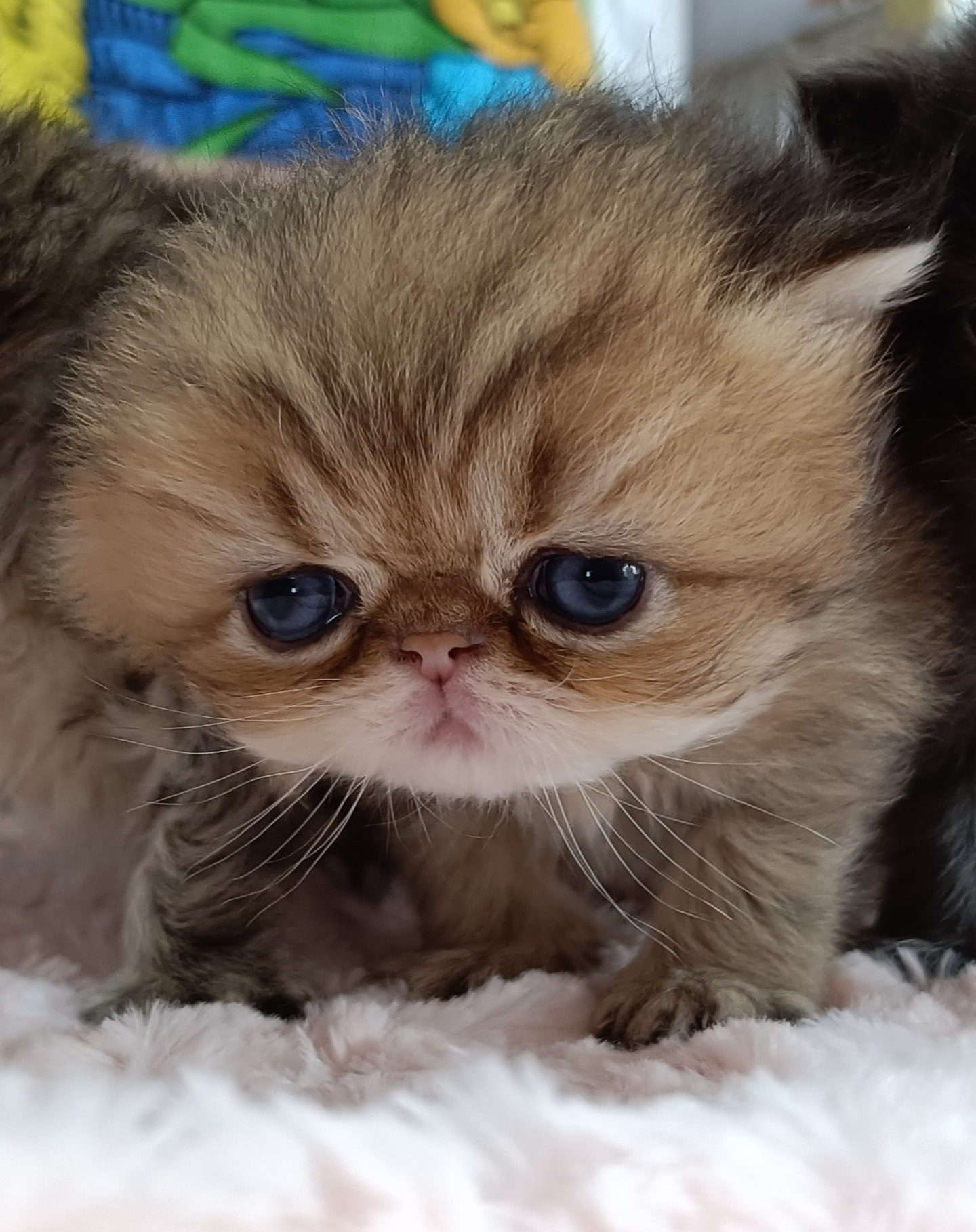 パープルポシェットが認定する「国宝級」のペルシャ猫、可愛い仔...