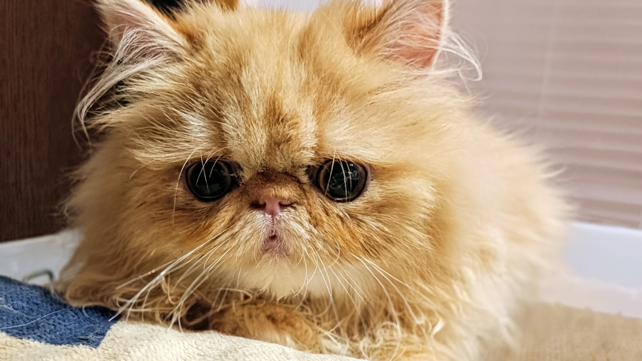 パープルポシェットが御紹介する、最強の人好きペルシャ仔猫ちゃ...