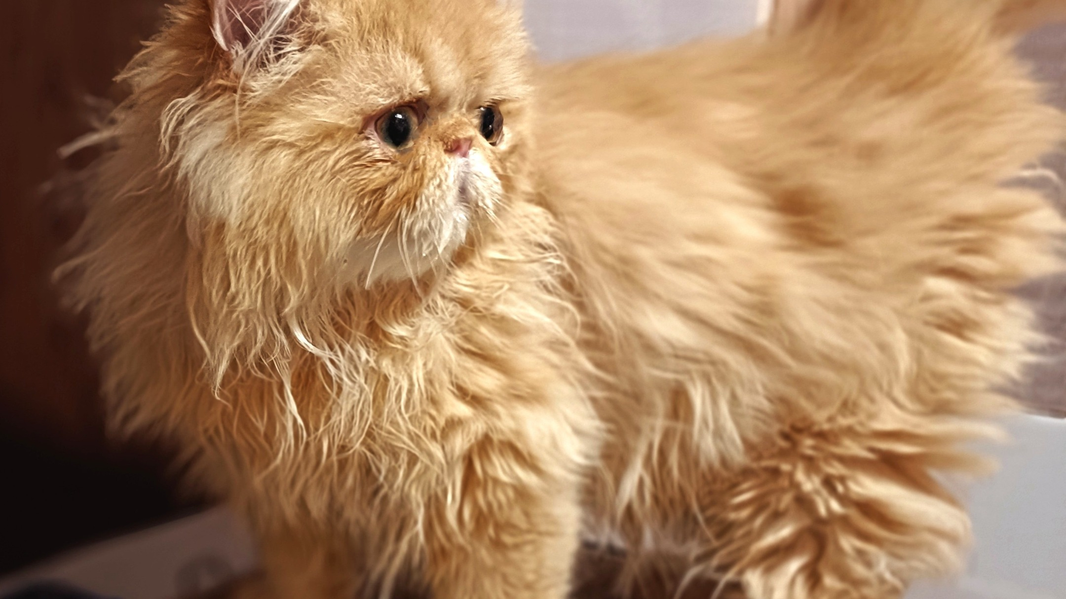 パープルポシェットが御紹介する、最強の人好きペルシャ仔猫ちゃ...