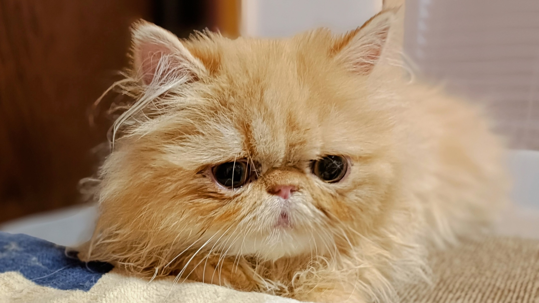 パープルポシェットが御紹介する、最強の人好きペルシャ仔猫ちゃ...