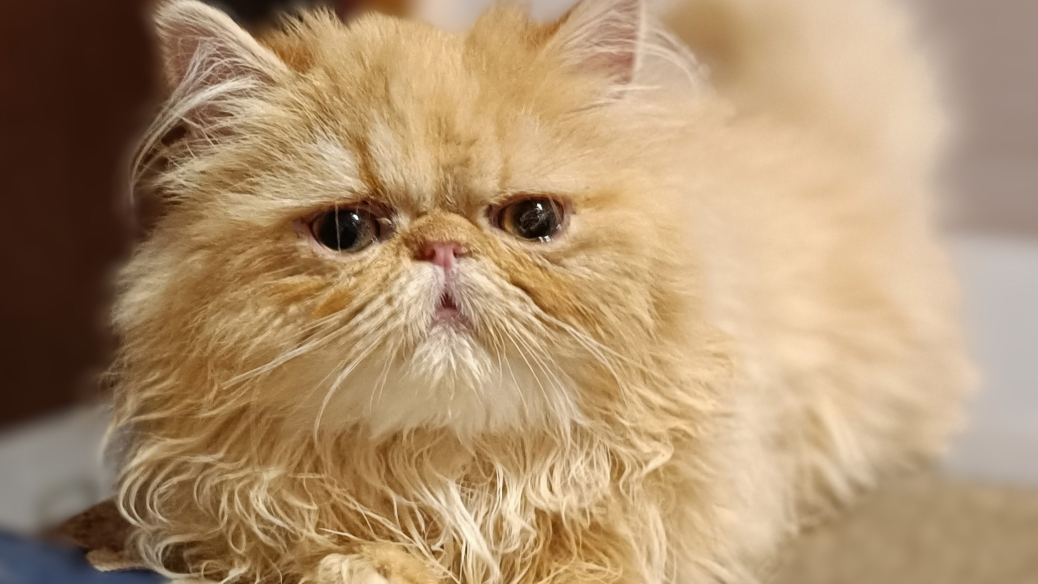 パープルポシェットが御紹介する、最強の人好きペルシャ仔猫ちゃ...