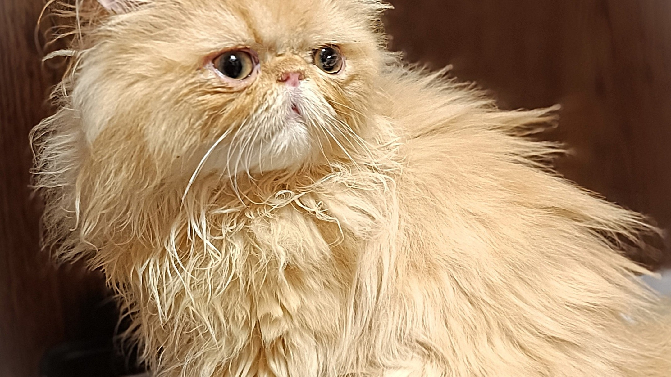 パープルポシェットが御紹介する、最強の人好きペルシャ仔猫ちゃ...