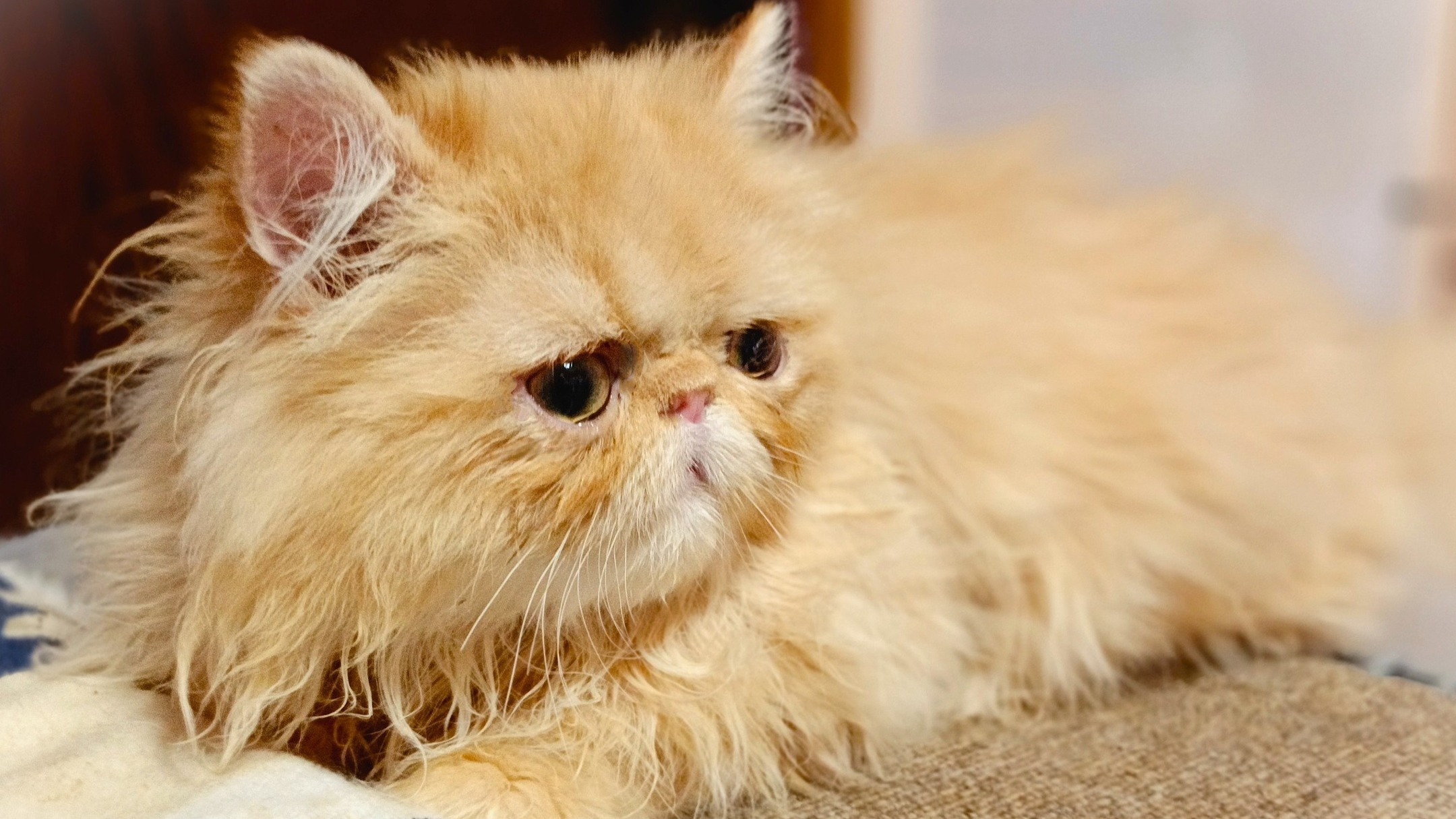 パープルポシェットが御紹介する、最強の人好きペルシャ仔猫ちゃ...