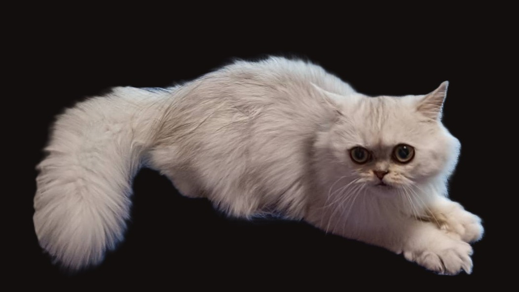 パープルポシェットの可愛い仔猫