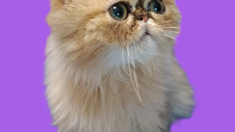 パープルポシェットの可愛い仔猫