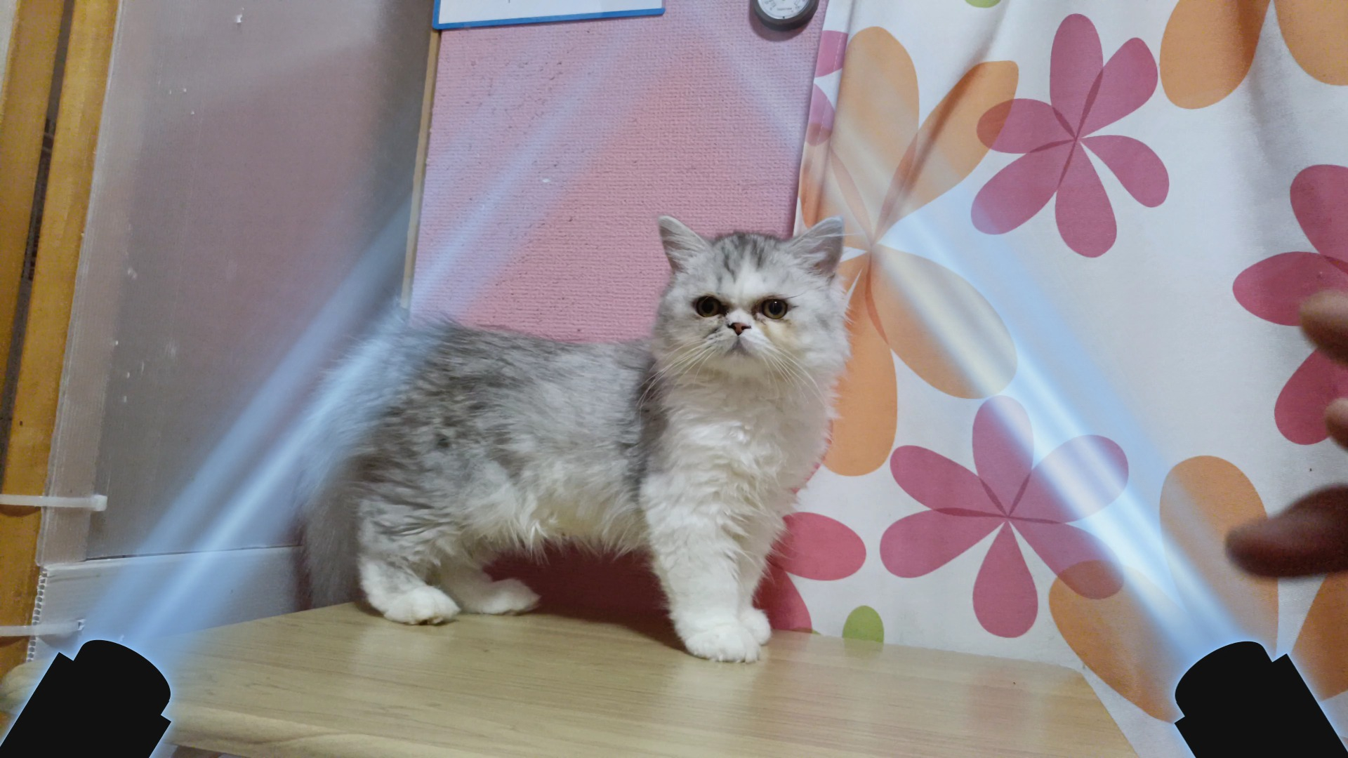 パープルポシェットの可愛い仔猫