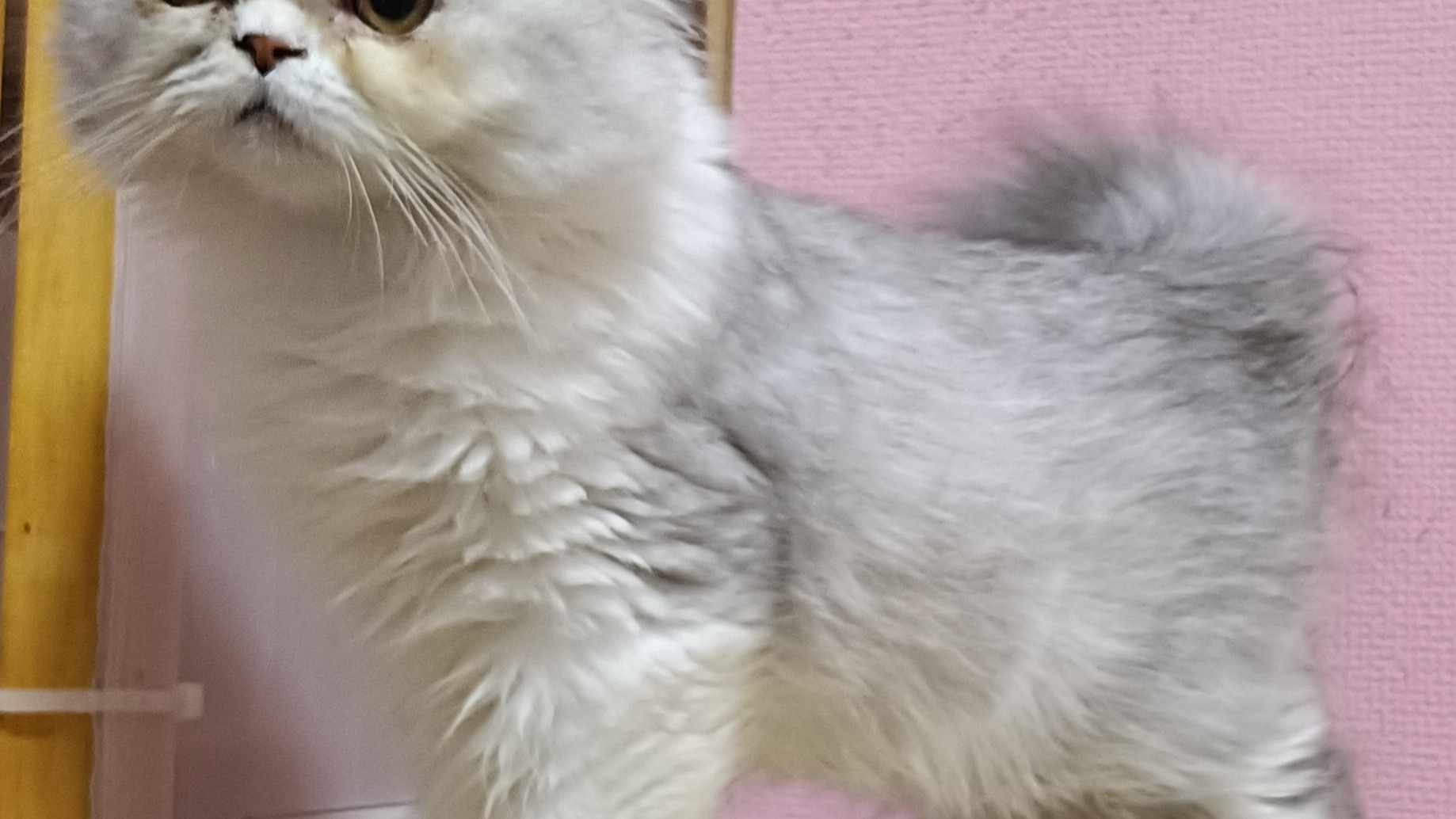 パープルポシェットの可愛い仔猫