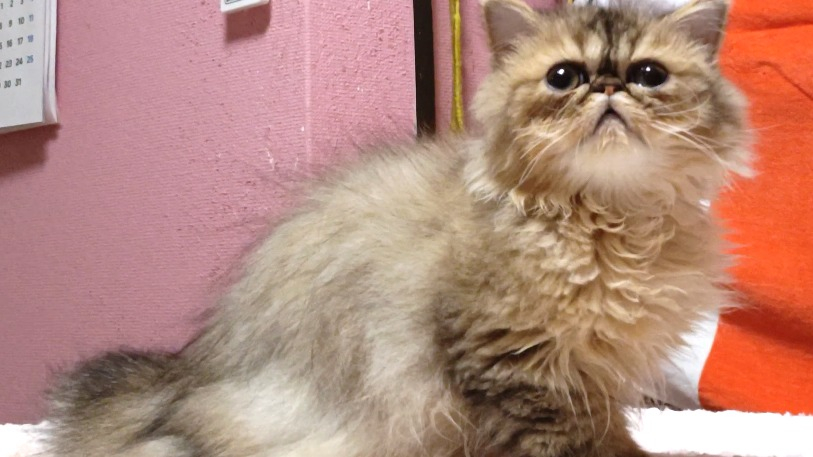 オーナー様募集中