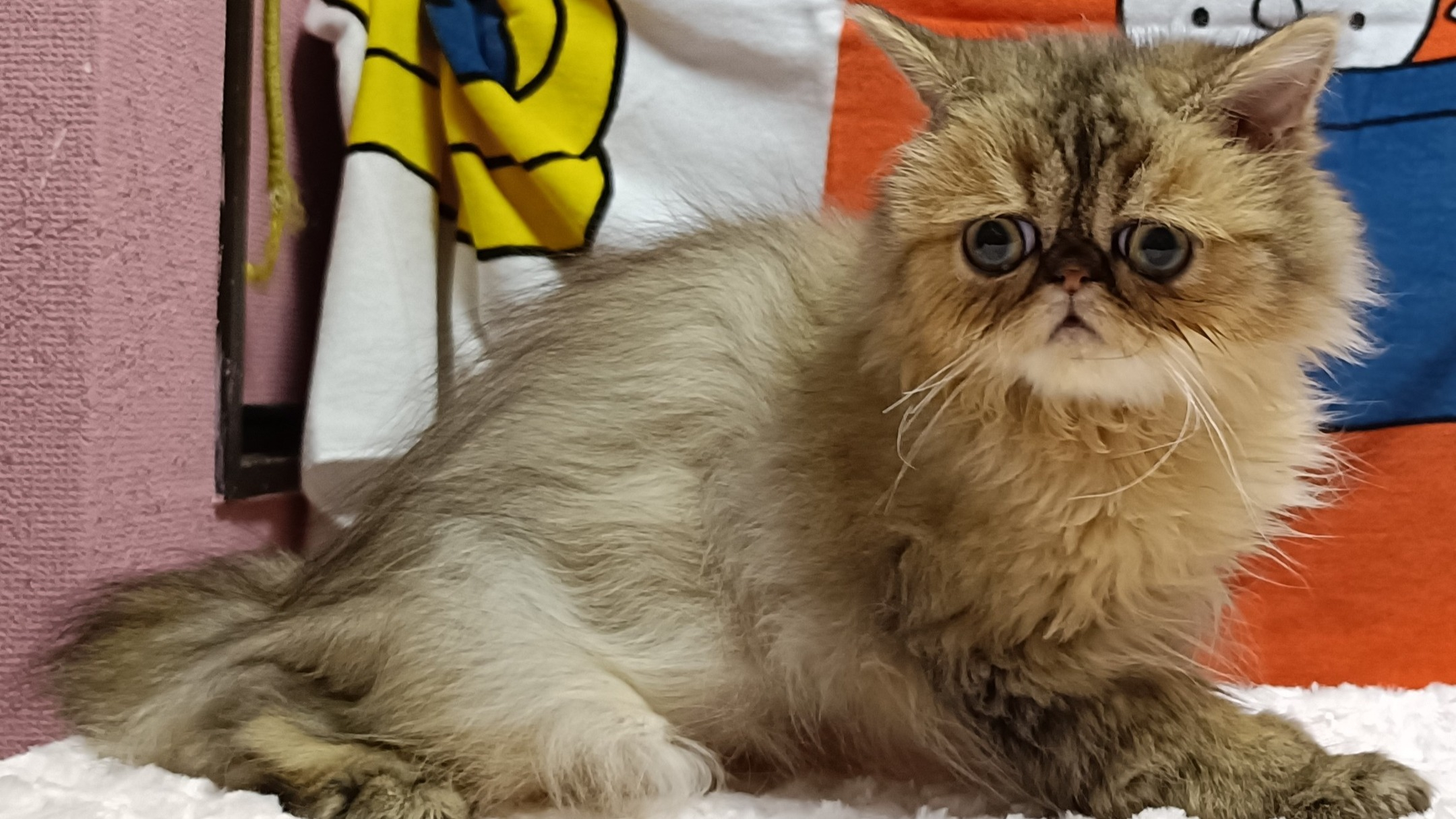 オーナー様募集中