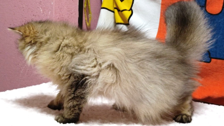 オーナー様募集中