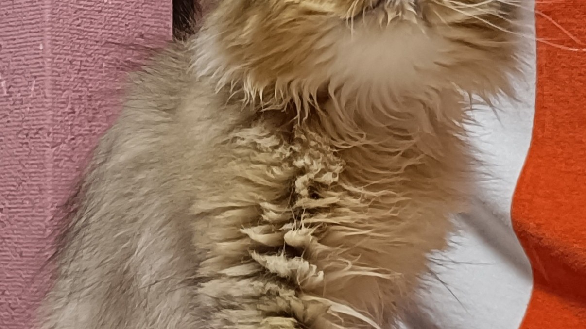 オーナー様募集中