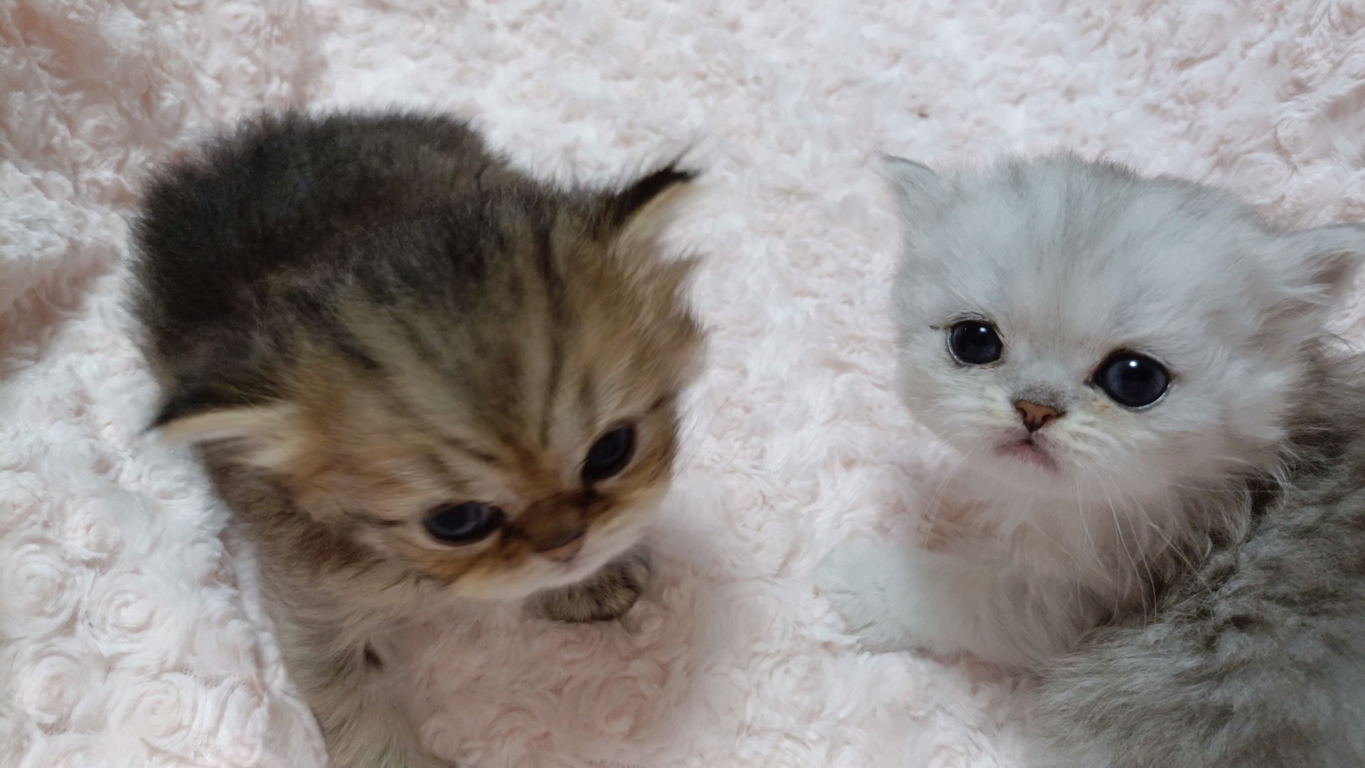 パープルポシェットの可愛いペルシャ猫