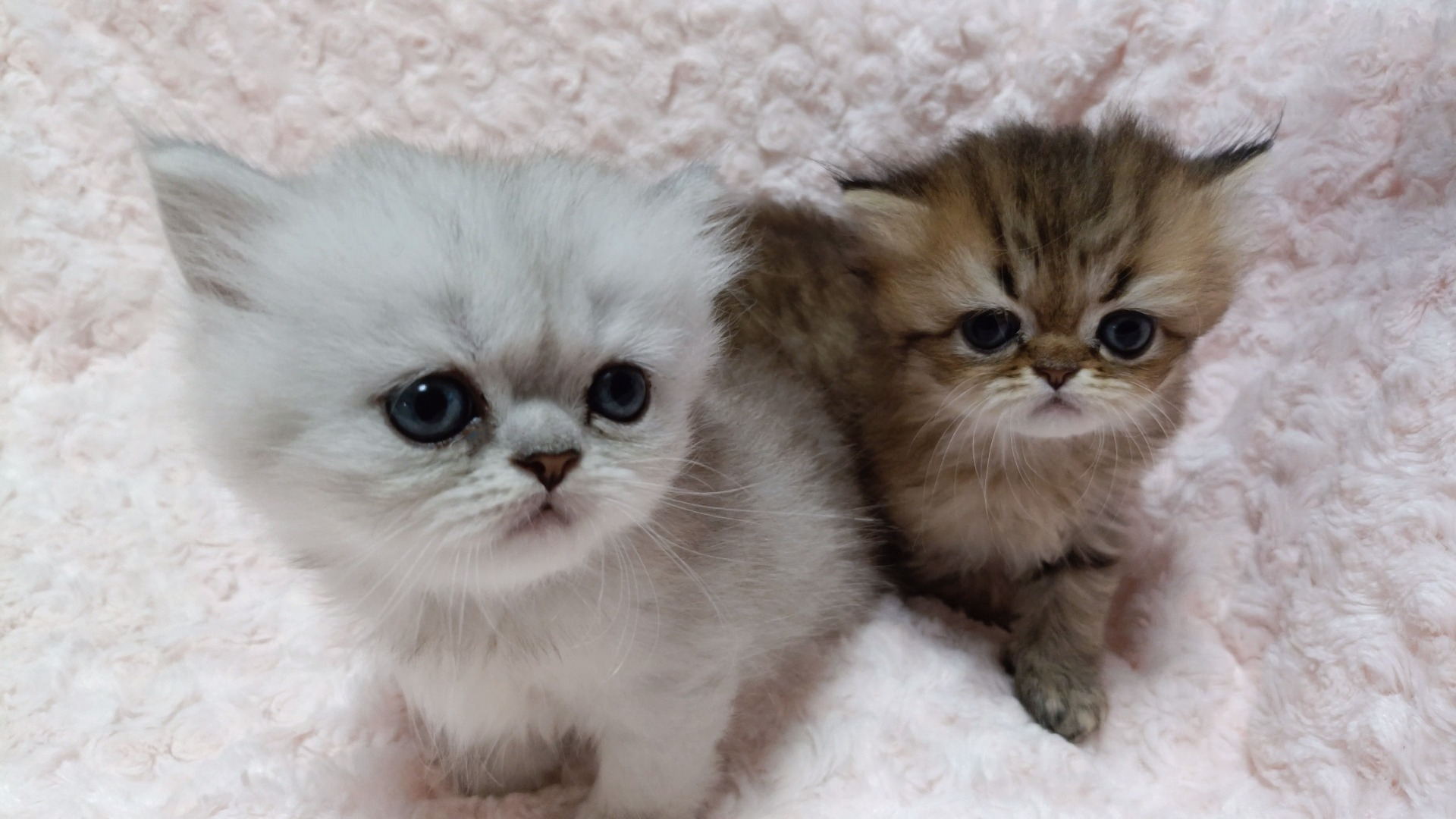 パープルポシェットの可愛いペルシャ猫