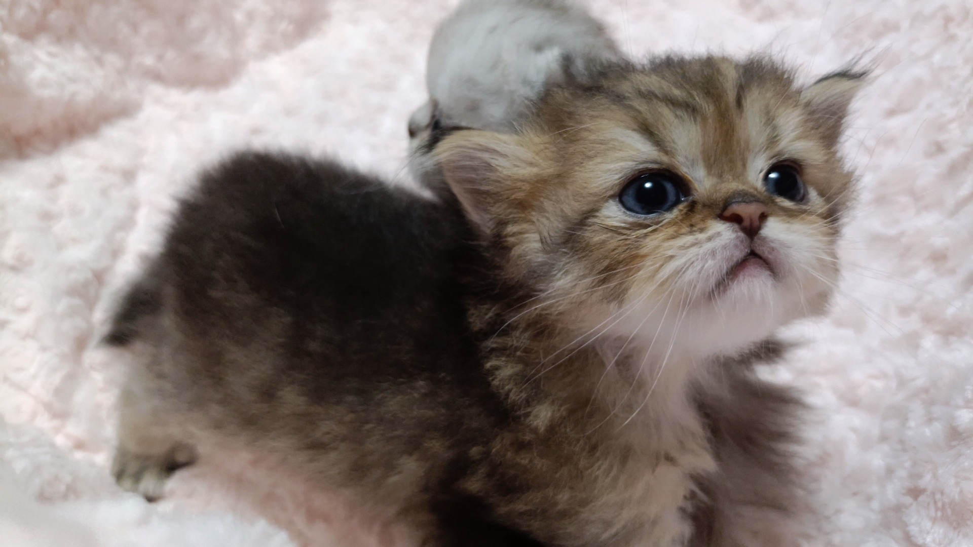 パープルポシェットの可愛いペルシャ猫