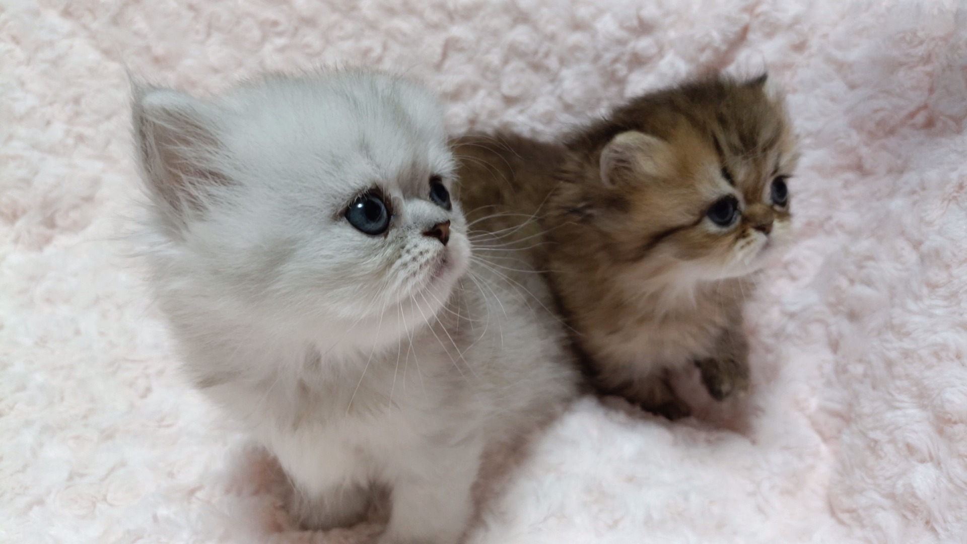 パープルポシェットの可愛いペルシャ猫