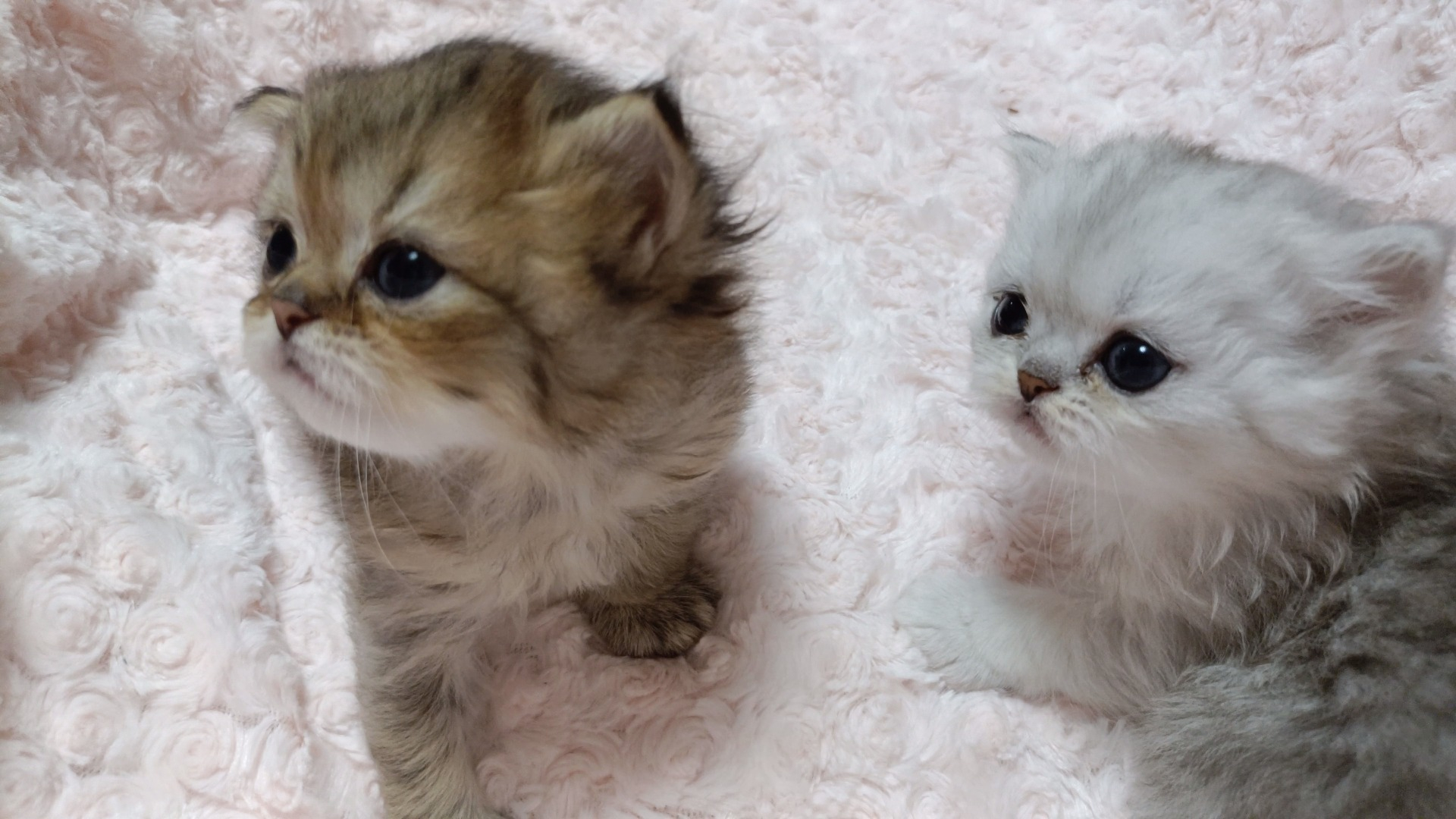 パープルポシェットの可愛いペルシャ猫