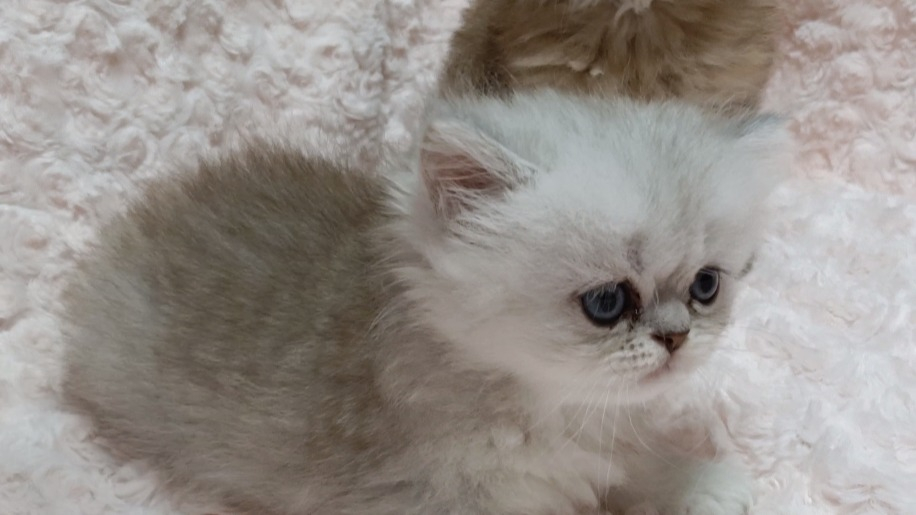 パープルポシェットの可愛いペルシャ猫