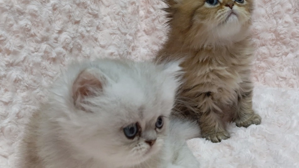 パープルポシェットの可愛いペルシャ猫