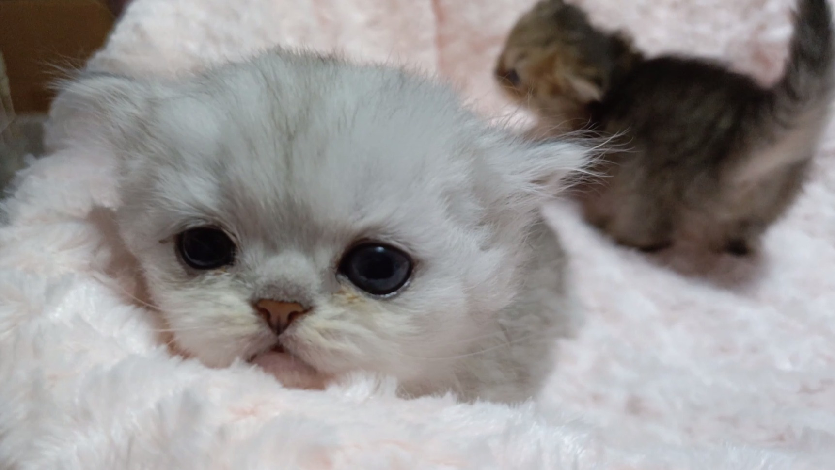 パープルポシェットの可愛いペルシャ猫