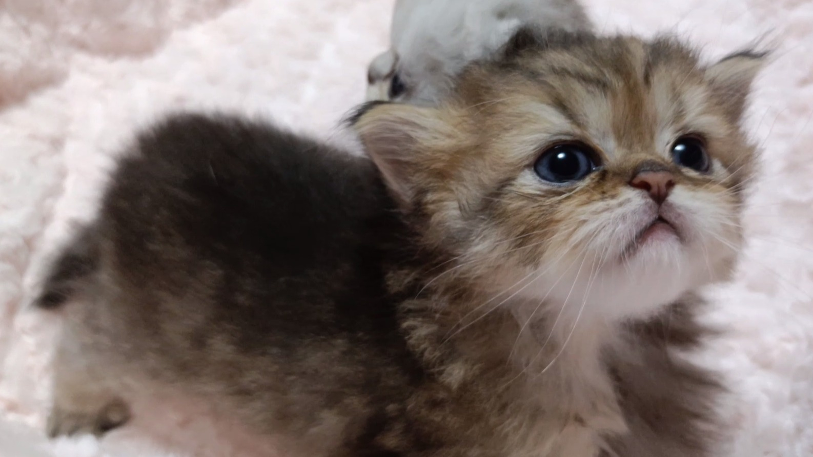 パープルポシェットの可愛いペルシャ猫