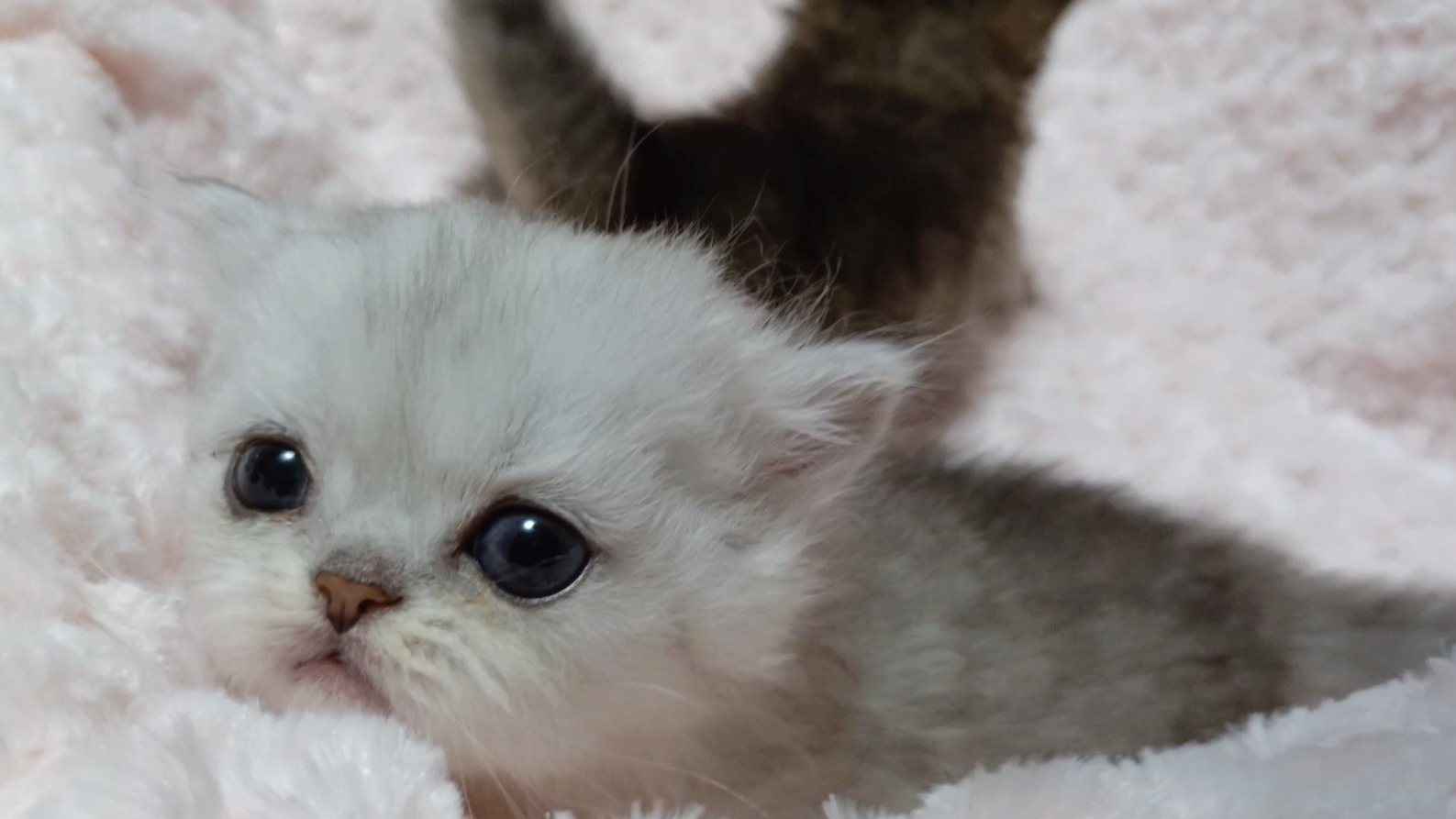 パープルポシェットの可愛いペルシャ猫