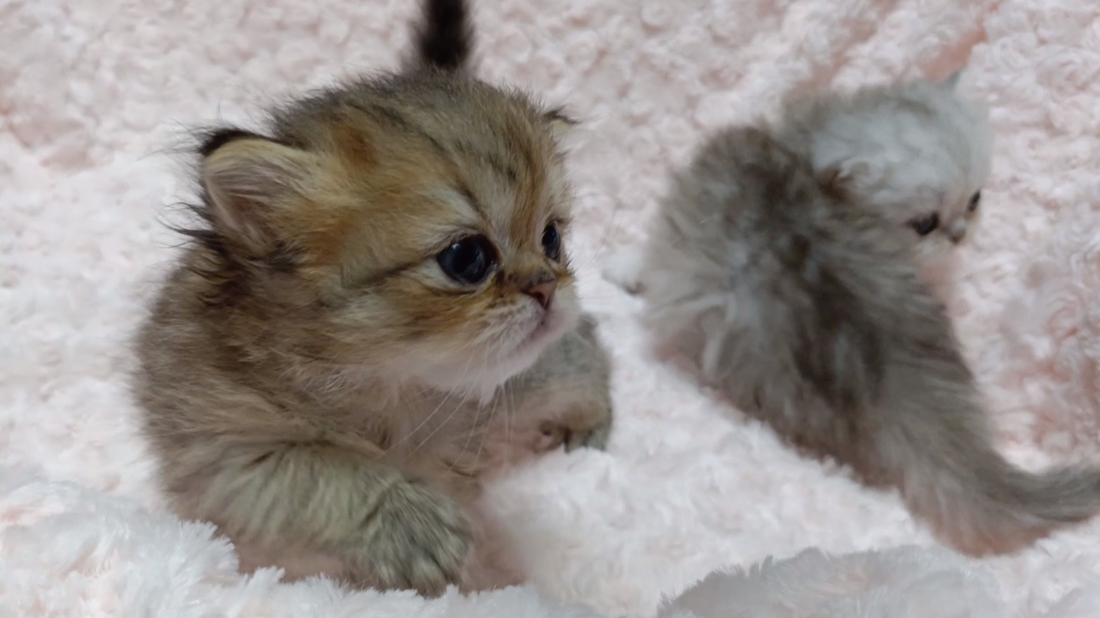 パープルポシェットの可愛いペルシャ猫