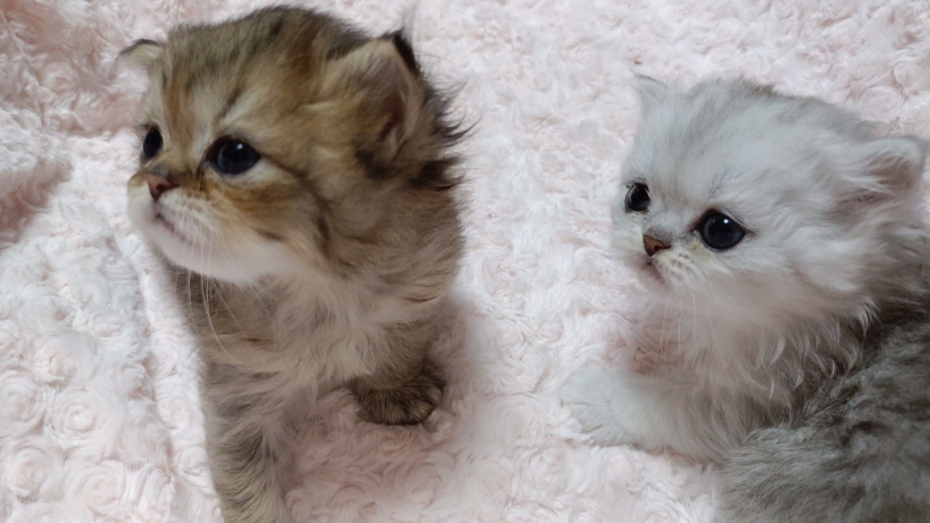 パープルポシェットの可愛いペルシャ猫