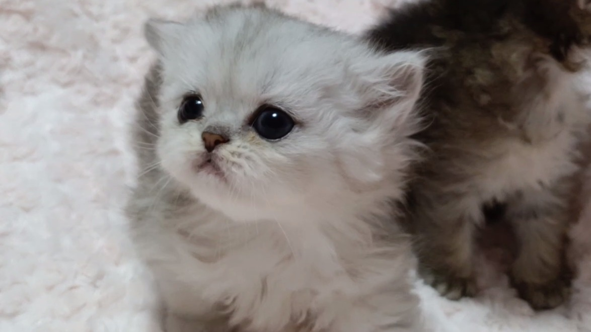 パープルポシェットの可愛いペルシャ猫