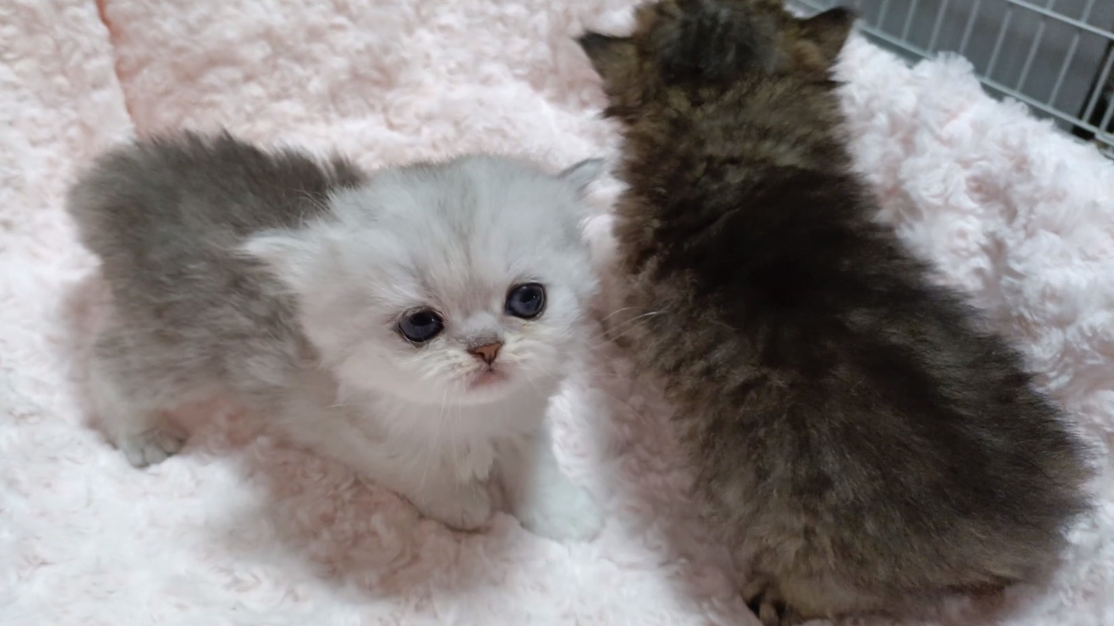 パープルポシェットの可愛いペルシャ猫