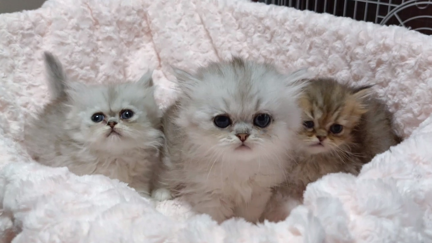 パープルポシェットの可愛いペルシャ猫