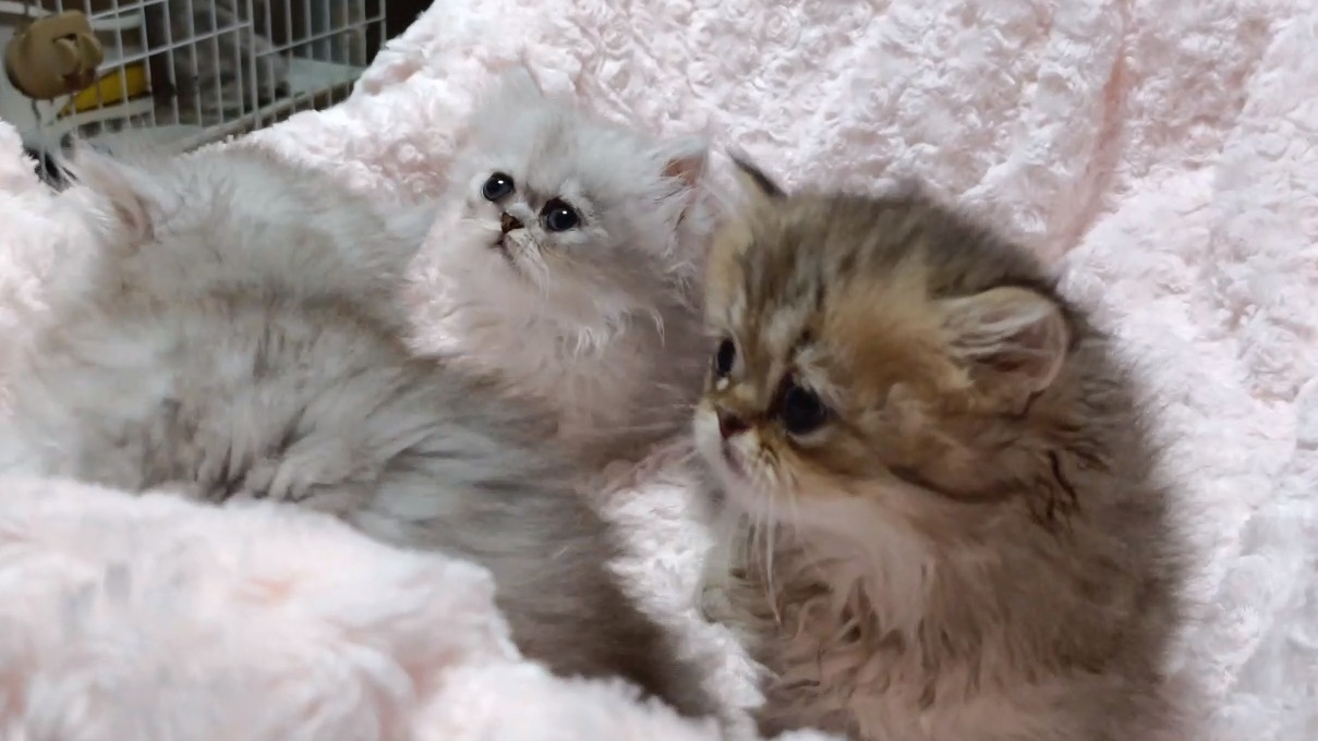 パープルポシェットの可愛いペルシャ猫