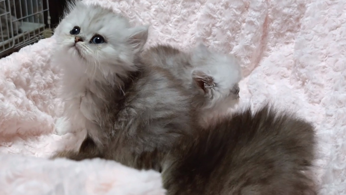 パープルポシェットの可愛いペルシャ猫