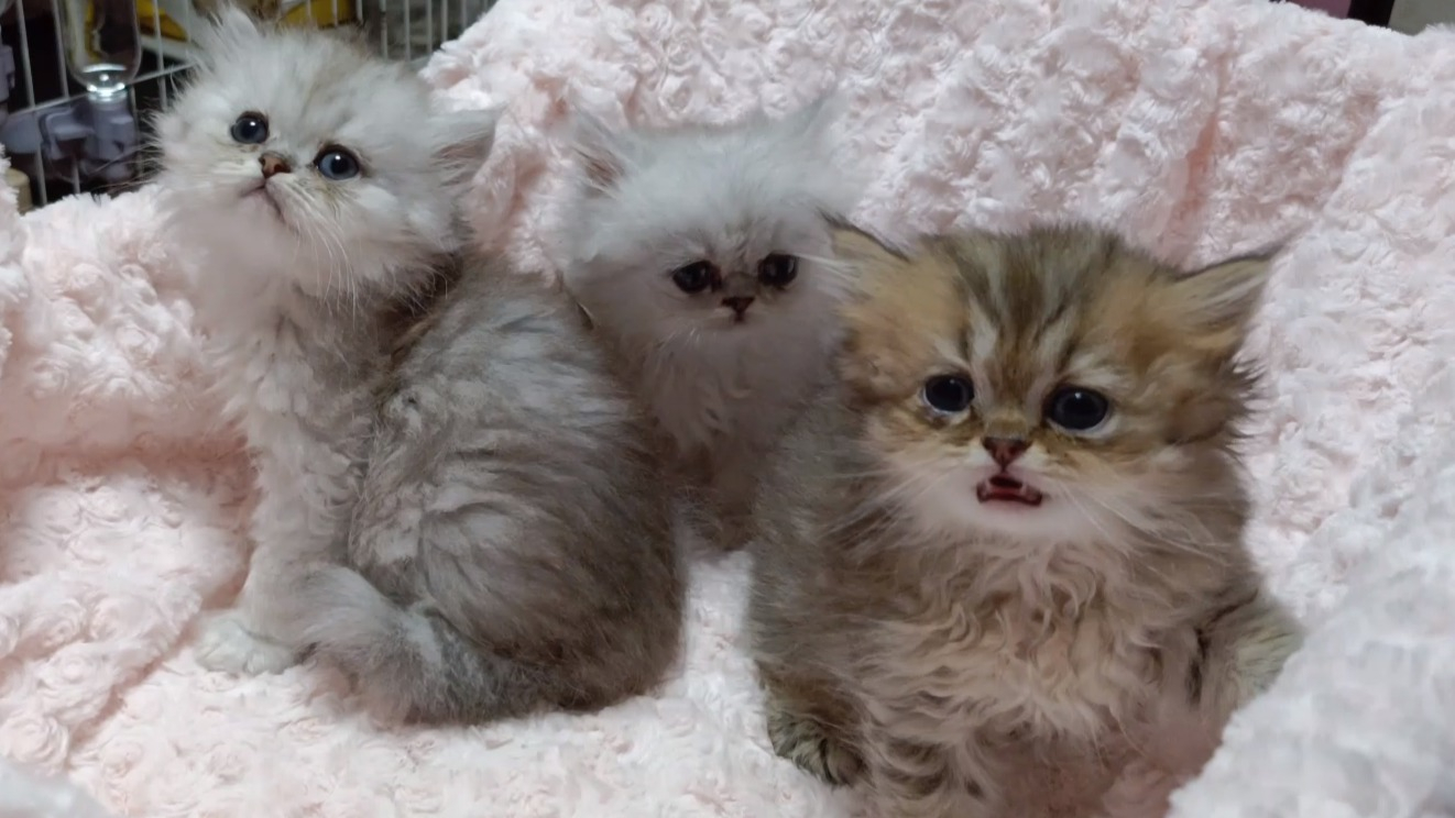 パープルポシェットの可愛いペルシャ猫