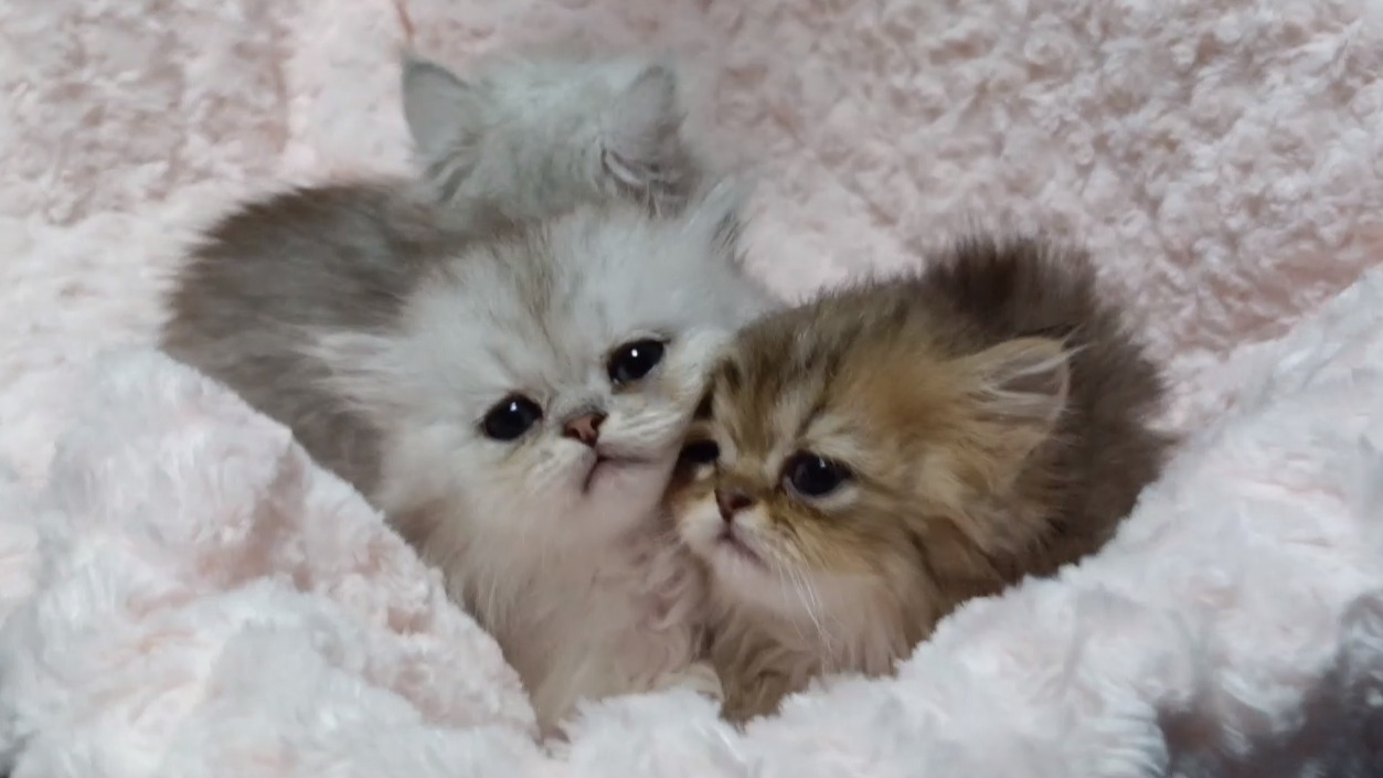 パープルポシェットの可愛いペルシャ猫