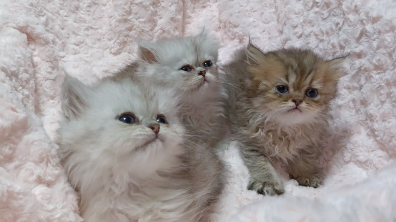 パープルポシェットの可愛いペルシャ猫