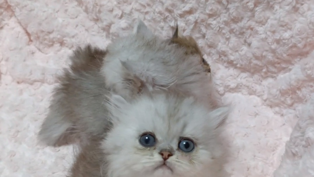 パープルポシェットの可愛いペルシャ猫