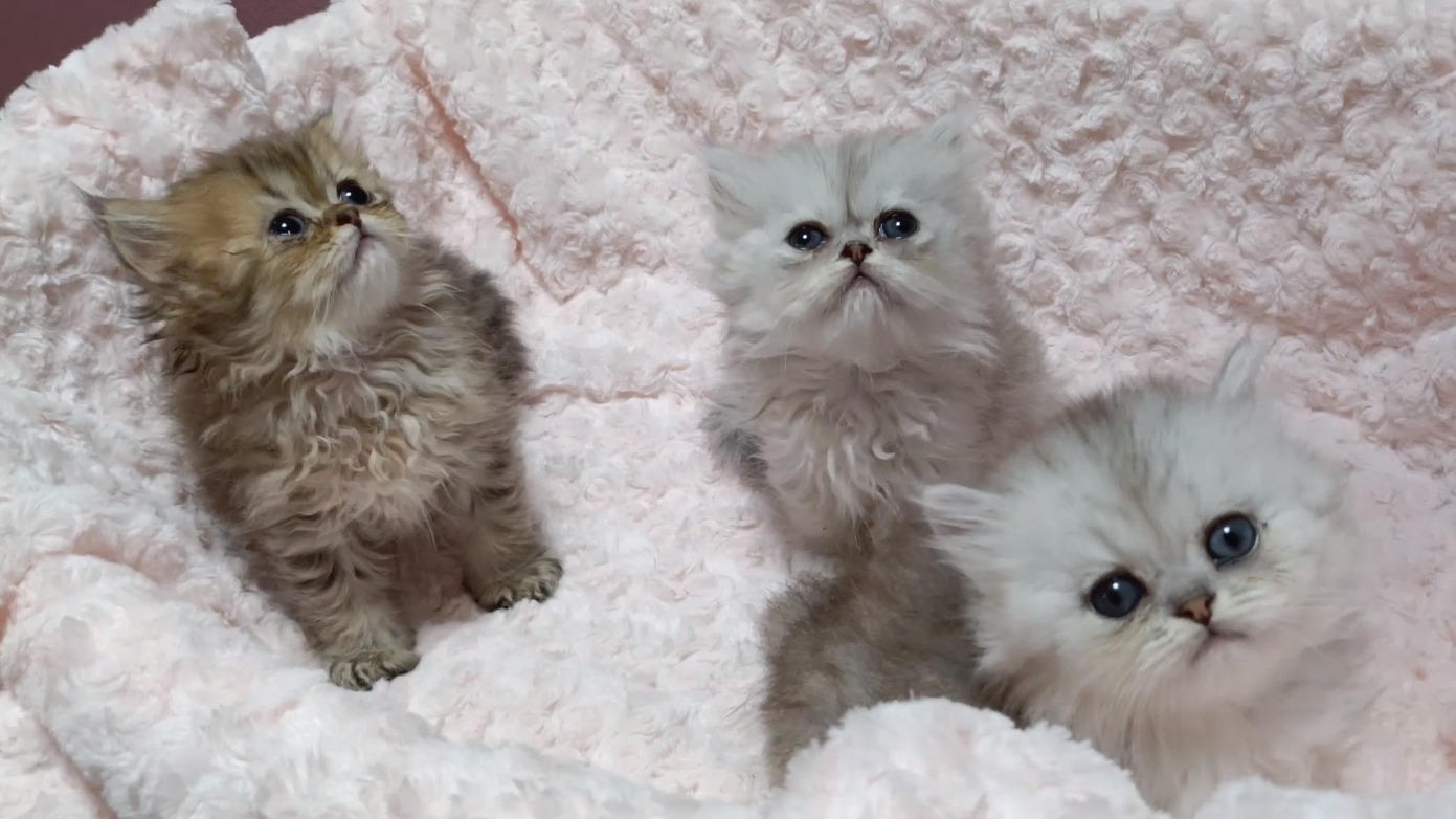 パープルポシェットの可愛いペルシャ猫