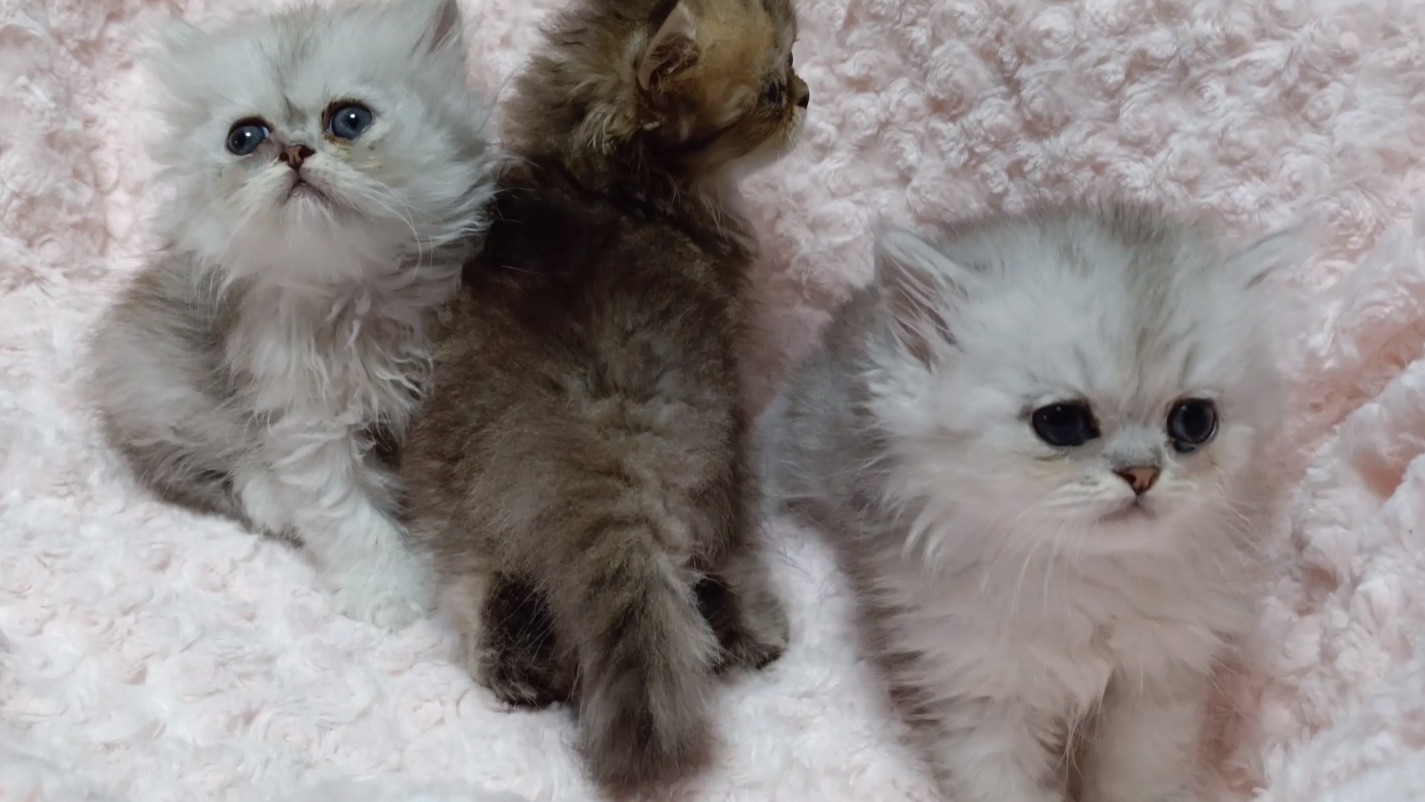 パープルポシェットの可愛いペルシャ猫