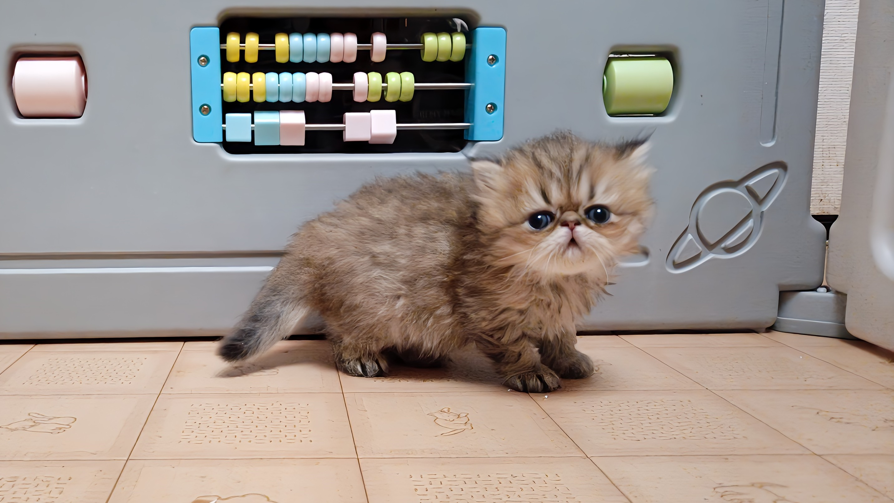 お鼻ペチャペチャの可愛いペルシャ仔猫ちゃんが生れました！