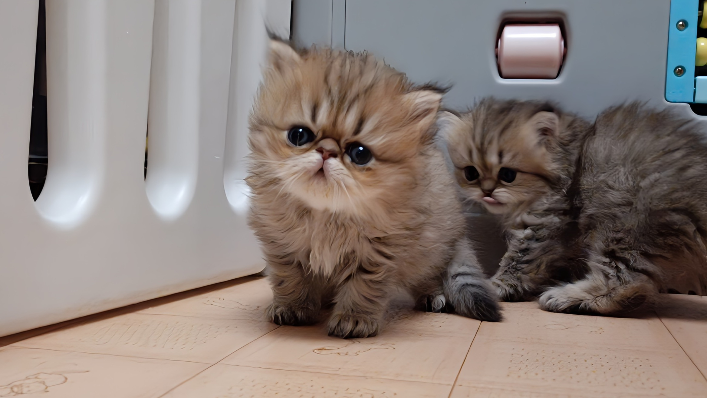 お鼻ペチャペチャの可愛いペルシャ仔猫ちゃんが生れました！