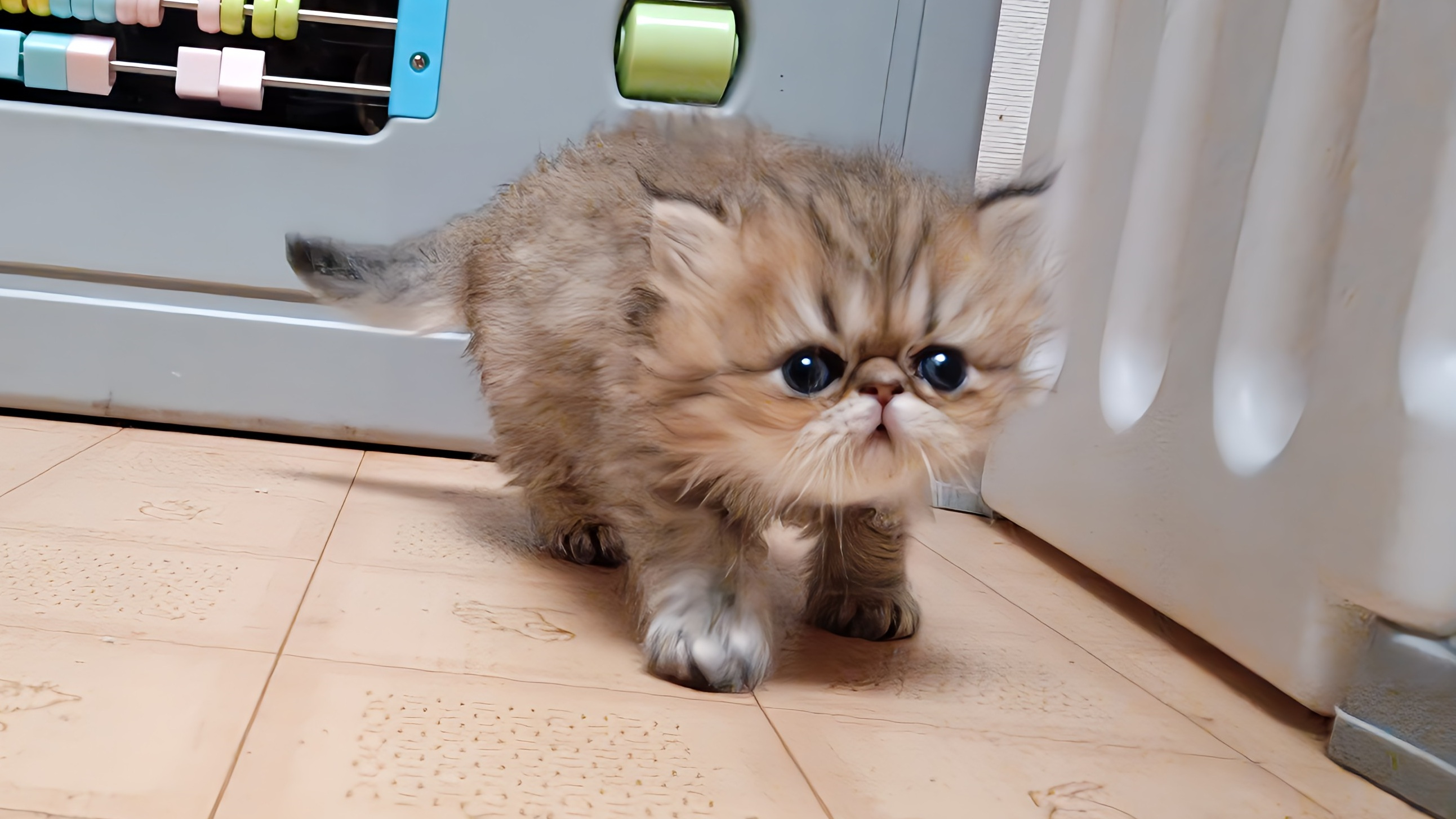 お鼻ペチャペチャの可愛いペルシャ仔猫ちゃんが生れました！