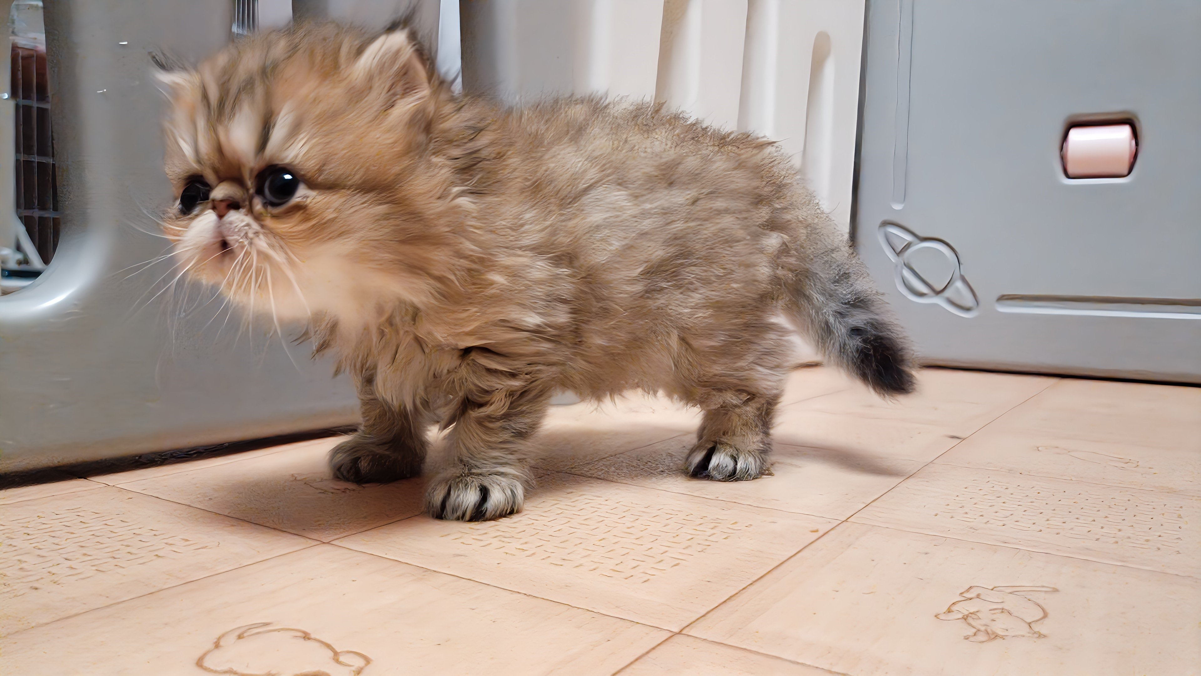 お鼻ペチャペチャの可愛いペルシャ仔猫ちゃんが生れました！
