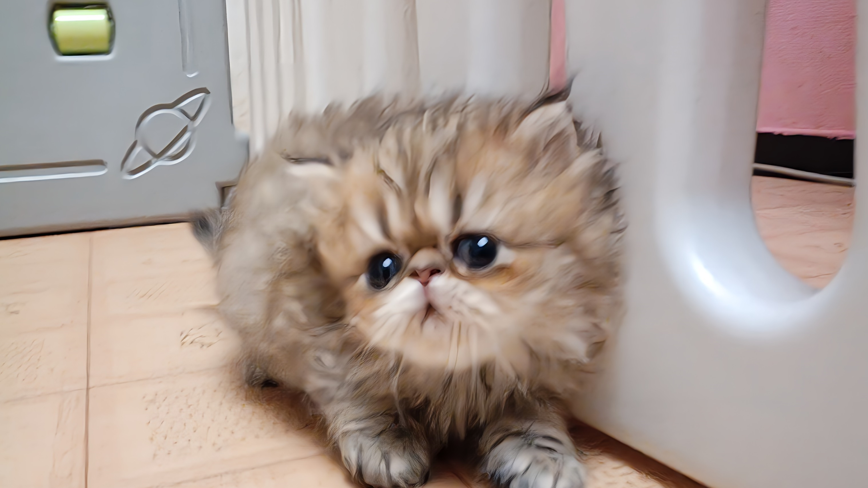 お鼻ペチャペチャの可愛いペルシャ仔猫ちゃんが生れました！