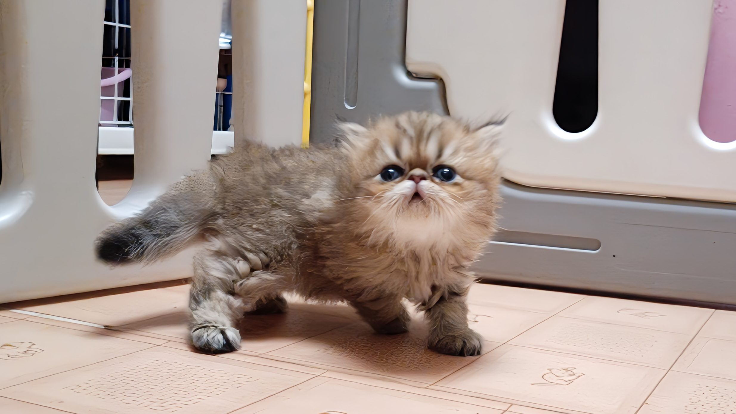 お鼻ペチャペチャの可愛いペルシャ仔猫ちゃんが生れました！