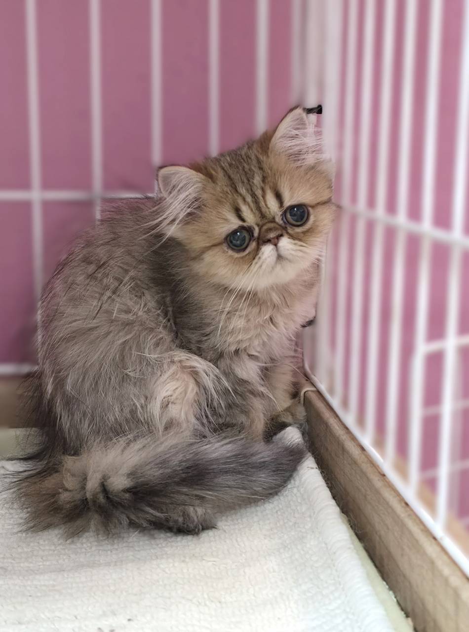 大きなまん丸お目目と、ぺちゃんこお鼻がたまらなく可愛い、シェ...