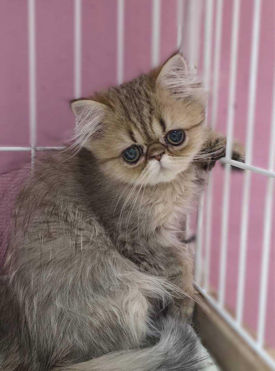 大きなまん丸お目目と、ぺちゃんこお鼻がたまらなく可愛い、シェ...