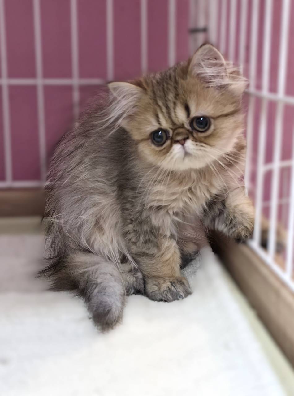 大きなまん丸お目目と、ぺちゃんこお鼻がたまらなく可愛い、シェ...