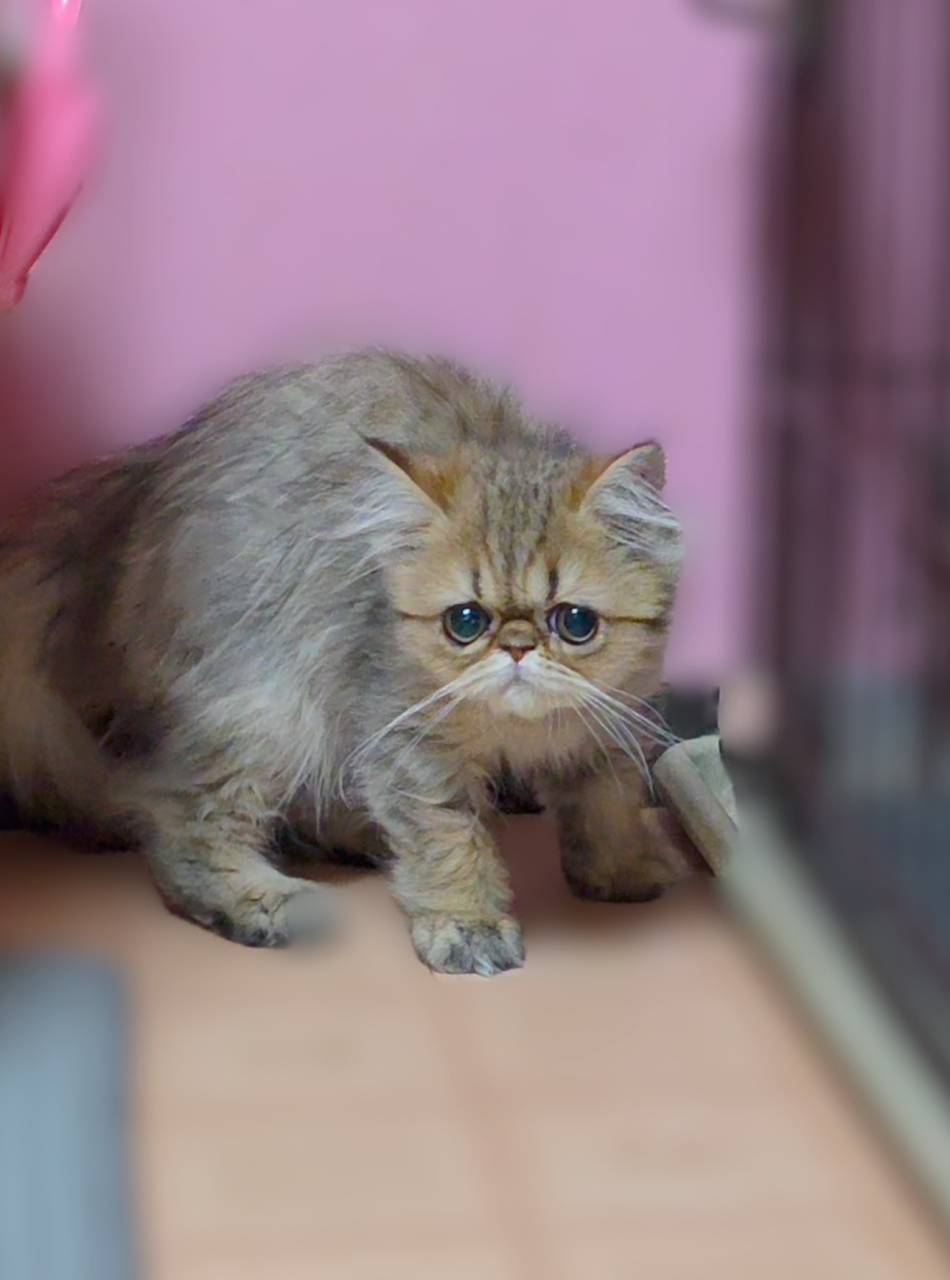 大きなまん丸お目目と、ぺちゃんこお鼻がたまらなく可愛い、シェ...